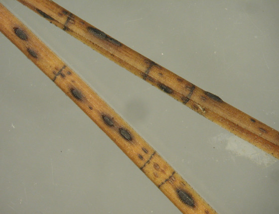 Hysterothecia a příčné pruhy na jehlicích borovice lesní, laboratoř ÚOLM LDF Brno 2003.