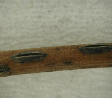 Detail hysterothecií na jehlicích borovice lesní, laboratoř ÚOLM LDF Brno 2003.