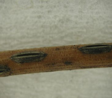 Detail hysterothecií na jehlicích borovice lesní, laboratoř ÚOLM LDF Brno 2003.
