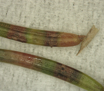 Detail acervuli na jehlici smrku, laboratoř ÚOLM LDF Brno 2006.