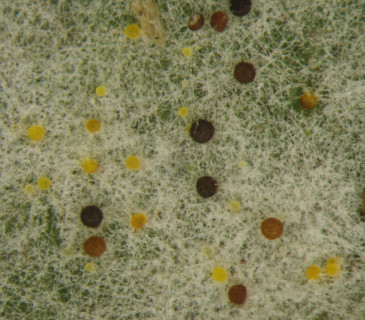 Chasmothecia na rubu listu, laboratoř ÚOLM LDF Brno, 2009.