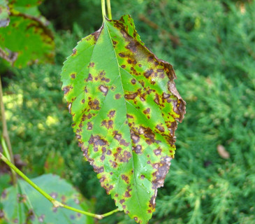 Detail poškození listu moruše, Brno Mendelu BZA 2008.