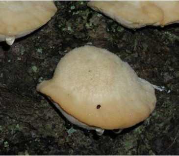 Plodnice, NS Bílá Opava, Jeseníky 2006.