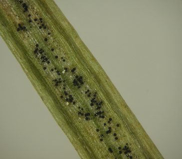 Narůstající pseudothecia na rubu jehlice, laboratoř ÚOLM LDF Brno 2008.
