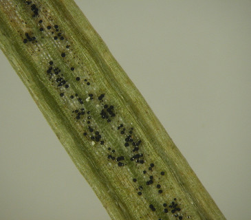 Narůstající pseudothecia na rubu jehlice, laboratoř ÚOLM LDF Brno 2008.