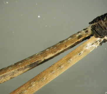 Narůstání pyknid na jehlici, laboratoř ÚOLM LDF Brno 2006.