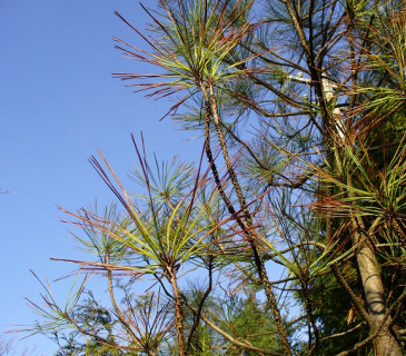 Pinus ponderosa symptomy sypavky, Arboretum Řícmanice 2010.