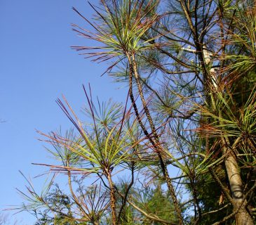 Pinus ponderosa symptomy sypavky, Arboretum Řícmanice 2010.