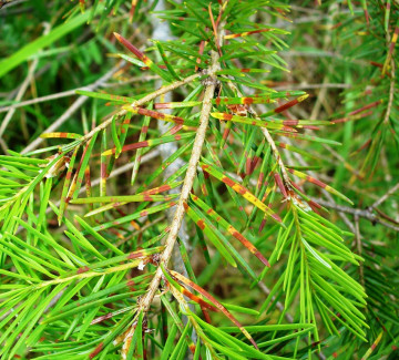 Symptomy napadení u douglasky, Arboretum Punkaharju Finsko 2010.