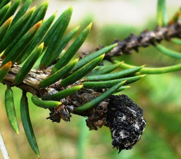 Detail poškozeného pupene, Arboretum Punkaharju Finsko 2010.