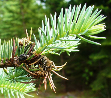 Detail poškozeného pupene, Arboretum Punkaharju Finsko 2010.