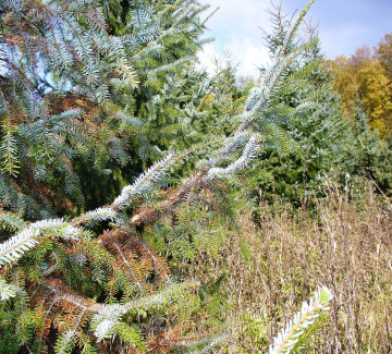 Symptomy napadení sypavkou u smrku pichlavého, Zubří 2009.