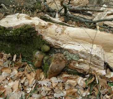 Bílá hniloba ohňovce s plodnicemi, Rakovecké údolí 2018.