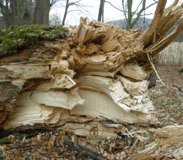 Bílá hniloba ohňovce, Rakovecké údolí 2018.