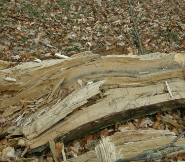 Bílá hniloba ohňovce, Rakovecké údolí 2018.