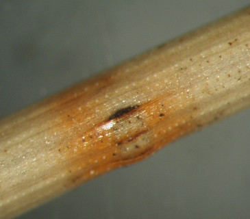 Detail acervuli na jehlici borovice, laboratoř ÚOLM LDF Brno 2006.