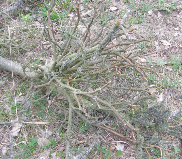 Ulomená větev se zbytky ochmetu, ŠLP ML Křtiny arboretum Řícmanice 2008.