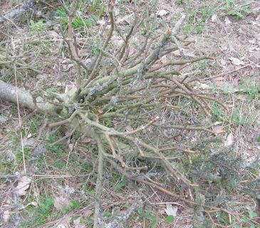 Ulomená větev se zbytky ochmetu, ŠLP ML Křtiny arboretum Řícmanice 2008.