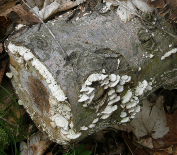 Plodnice na buku, ŠLP ML Křtiny 2018.