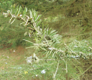 Detail poškozených pupenů smrku, Arboretum Řícmanice 2015.