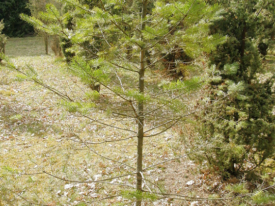 Symptomy sypavky, Arboretum Řícmanice 2010.