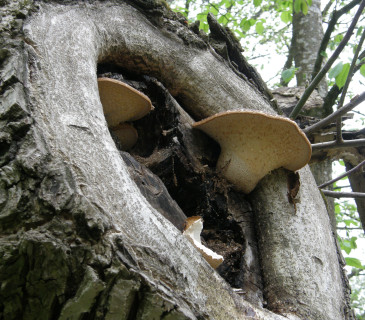 Plodnice na ořešáku, údolí Chvojnice 2017