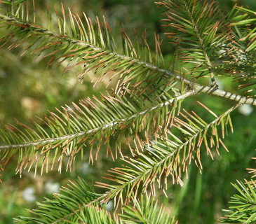 Odumírání jehlic od jejich konců, Arboretum Řícmanice 2008.