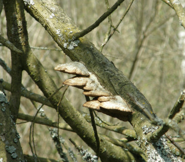 Plodnice na vrbě, ŠLP ML Křrtiny 2018.