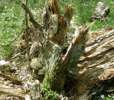 Rozlomený kmen vrby s bílou hnilobou ohňovce obecného, Lednice 2008.