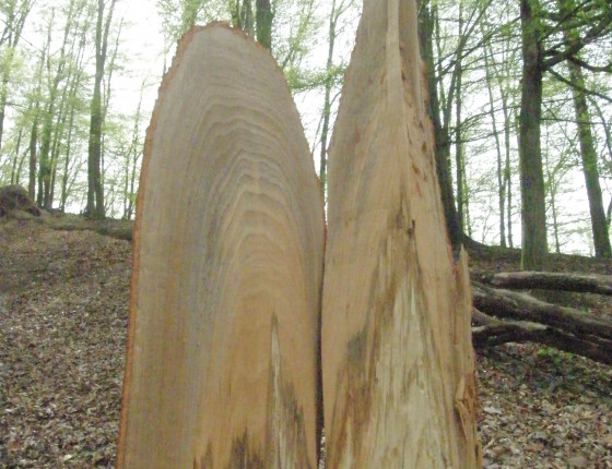 Tzv. lasturnatý zlom nad hnilobou dřevomoru, Nový hrad 2015.