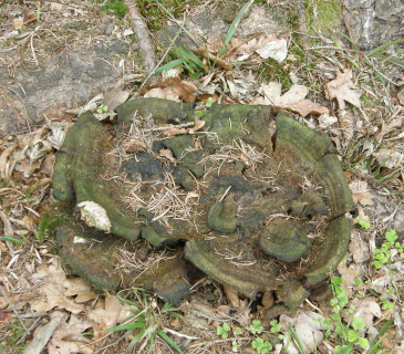 Loňská plodnice hnědáku na smrku, ŠLP ML Křtiny 2012.
