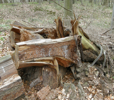 Zlom smrku s hnilobou, ŠLP ML Křtiny 2012.