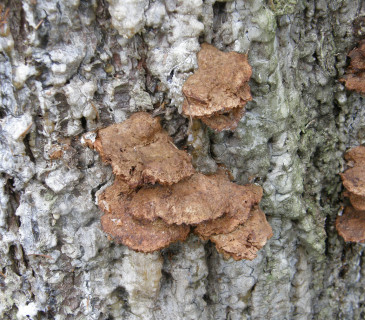 Plodnice ďubkatce, ŠLP ML Křtiny 2007.