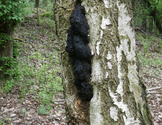 Imperfektní plodnice na bříze, Šumburk 2017.