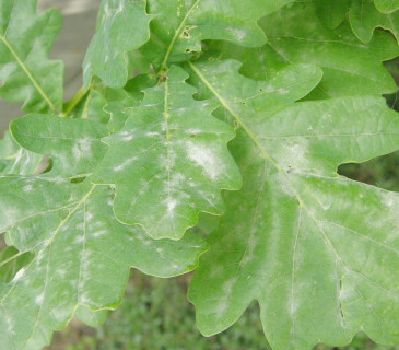 Detail primární infekce na listech dubu, Brno Lužánky park 2010.