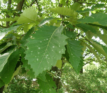 Povlaky mycelia padlí dubového na listech, Brno Lužánky park 2010.