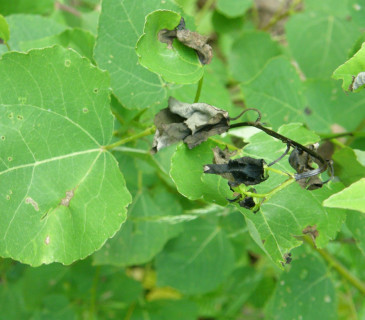 Symptomy černání listů a letorostů, Arboretum Křtiny 2010.