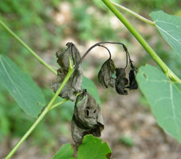 Symptomy černání listů a letorostů, Arboretum Křtiny 2010.