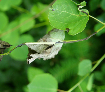 Symptomy černání listů a letorostů, Arboretum Křtiny 2010.