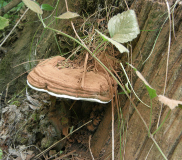 Plodnice na pařezu dubu, Strážnice 2017.