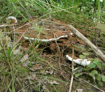 Plodnice na pařezu dubu, Lednice 2016.