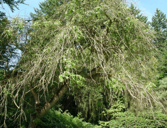 Symptomy prosychání koruny jasanu, Arboretum Křtiny 2012.