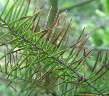 Odumírání jehlic od jejich konců, Arboretum Řícmanice 2008.