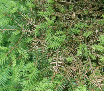 Symptomy na smrku ztepilém, Arboretum Řícmanice 2005.