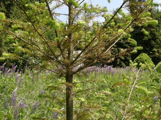 Symptomy sypavky, Arboretum Řícmanice 2010.