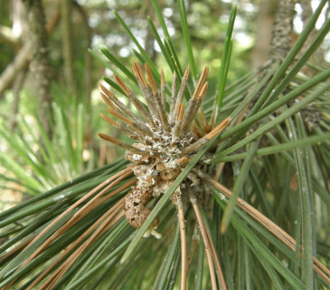 Napadený terminál větve borovice, Arboretum Řícmanice 2012.