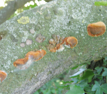 Plodnice na švestce, Brno 2006.