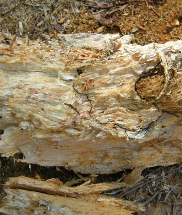 Bílá hniloba václavky, ŠLP ML Křtiny 2016.