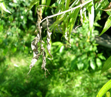 Symptom zasychání letorostu, Arboretum Křtiny 2008.