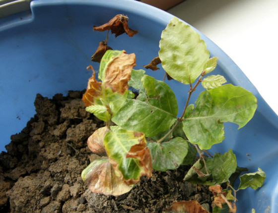 Symptomy poškození na semenáčcích buku, laboratoř ÚOLM LDF Brno 2006.